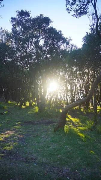 Papandayan Dağı 'nda popüler bir kamp yeri olan Pondok Saladah' da güneş ışığıyla güzel bir gündoğumu orman manzarası.