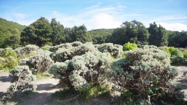 Edelweiss bitkilerinin manzarası Papandayan Dağı 'nın dağlık çayırlarında gelişiyor.