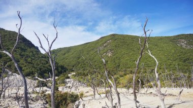 Ölü Orman 'ın volkanik doğal manzarası, Papandayan Dağı, Batı Cava' da ünlü bir turistik cazibe merkezi.