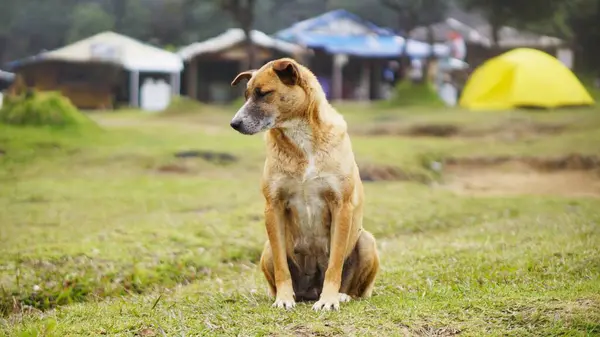 Açık bir kamp alanındaki çimlerin üzerinde tek başına oturan başıboş bir köpek..