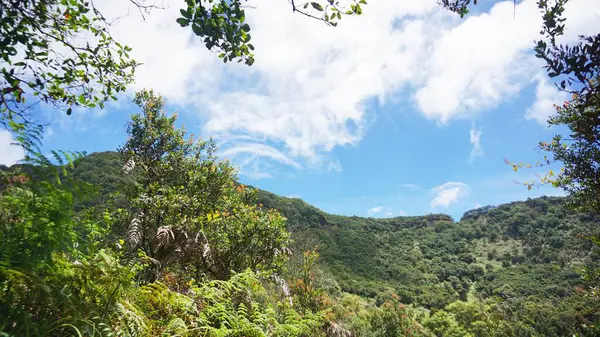Ölü Orman 'ın doğal volkanik manzarası, Papandayan Dağı' nın ünlü bir cazibesi, Batı Java
