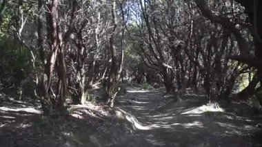 Papandayan Dağı, Garut, Endonezya 'da ağaçlarla çevrili yürüyüş yolu.