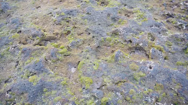 Mercan resiflerinde sığ sularda yetişen deniz yosunlarının yakın görüntüsü.