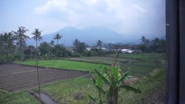 Endonezya 'daki bir tren penceresinden güzel pirinç tarlaları ve hindistan cevizi ağaçları görünüyor..