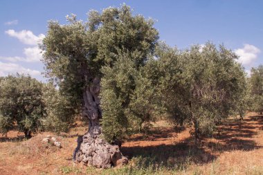 İtalya, Monopoli civarındaki 100. yıl zeytin ağaçları. Kaliteli zeytin ve zeytinyağı elde etmek için yıllar boyunca bükülmüş ve kalınlaşmış gövdeli ağaçlar..