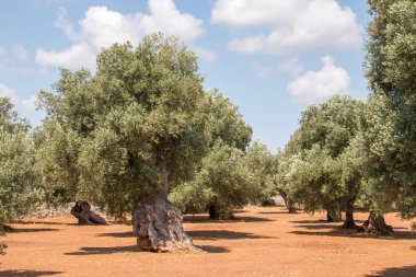 İtalya, Monopoli civarındaki 100. yıl zeytin ağaçları. Kaliteli zeytin ve zeytinyağı elde etmek için yıllar boyunca bükülmüş ve kalınlaşmış gövdeli ağaçlar..