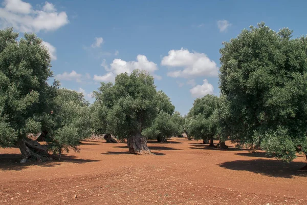 Centennial olive trees in the vicinity of Monopoli, Italy. Trees with twisted and thickened trunks over the years to obtain high quality olives and olive oil.