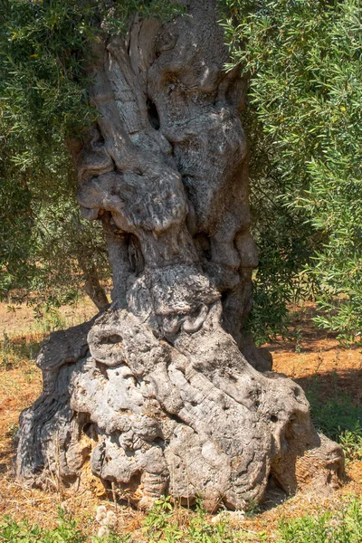 Hundraåriga Olivträd Närheten Monopoli Italien Detaljerade Uppgifter Barken Stammarna Knoppade — Stockfoto