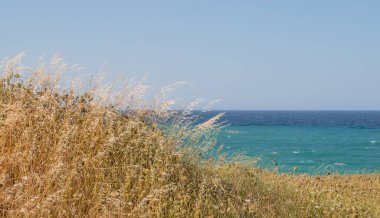 Dry wild oats tossed by the wind with the turquoise blue Adriatic sea in the background. Roca Vecchia coastal natural landscape in Lecce, Italy.