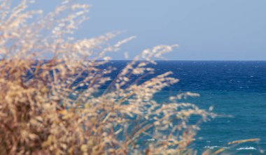 Turquoise blue Adriatic sea with defocused wild oats tossed by the wind in the foreground. Roca Vecchia coastal natural landscape in Lecce, Italy.