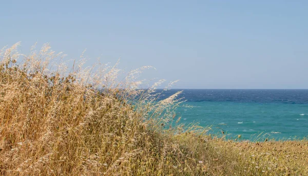 Dry wild oats tossed by the wind with the turquoise blue Adriatic sea in the background. Roca Vecchia coastal natural landscape in Lecce, Italy.