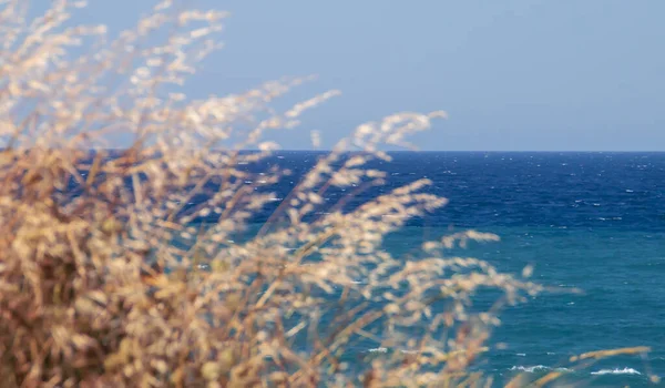 Turquoise blue Adriatic sea with defocused wild oats tossed by the wind in the foreground. Roca Vecchia coastal natural landscape in Lecce, Italy.