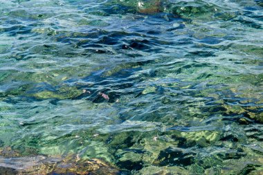 Sea surface with crystal clear water and rocky bottom. Seabed of the Ionian sea coast, Pizzo coast in Italy.