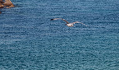 Martı İtalya 'nın Gelibolu limanında denizin üzerinde uçuyor. Güneşli bir yaz gününde, sakin bir denizin su yüzeyinde süzülen martılar..