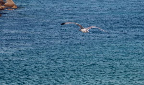 Seagull Flying Sea Port Gallipoli Italy Seagull Soaring Ripples Water — Stock Photo, Image
