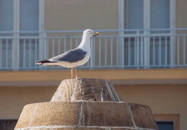 Yellow Legged Gull Port Gallipoli Italy Seagull Perched Building Seafront — Stock Photo, Image