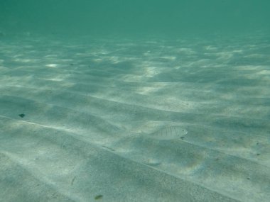 Kumlu deniz yatağı şeffaf suda. Kum steenbraları, Lithognathus mormyrus, suyun hareketi ile kumda oluşan dalgalanmalara yakın yüzerler. Otranto, İtalya 'da sualtı fotoğrafı.