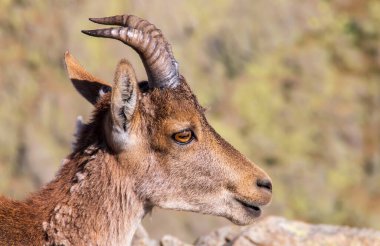 İberyalı dişi dağ keçisi, Capra pyrenaica victoriae. Sierra de Gredos, İspanya 'da yaz mevsiminde yüksek dağlardaki dağ keçisi portresi.