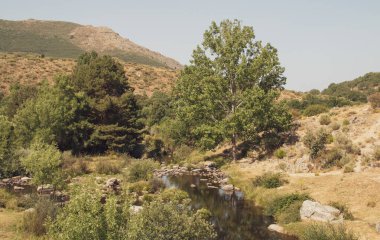 Tormes Nehri Avila, İspanya 'daki Navacepeda de Tormes' den geçerken. Nehir kıyısı bitkileri yazın, nehir kenarında neredeyse hiç su bulunmazken..