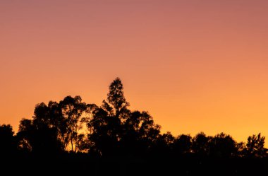 Silhouette of some eucalyptus trees at sunset. A background of warm colors against which the dark silhouette stands out in Sanlucar de Guadiana, Andalusia, Spain.