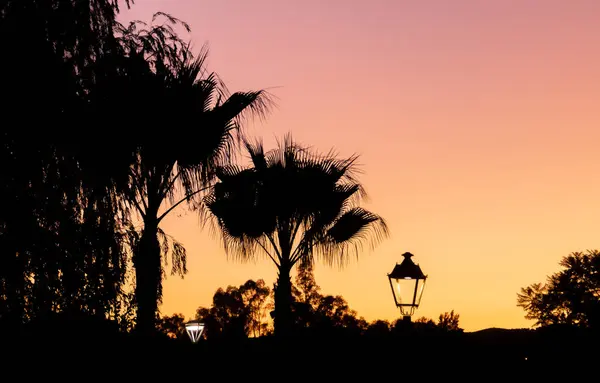 Silhouette of a palm tree and a street lamp at sunset. A background of warm colors against which the dark silhouettes stand out in Sanlucar de Guadiana, Andalusia, Spain.