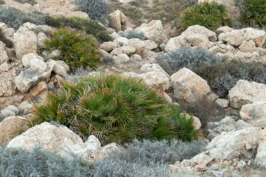 Avrupa hayran palmiyesi veya Las Negras, Almera, İspanya 'daki Akdeniz cüce palmiyesi (Chamaerops rezillikleri). Akdeniz kıyısındaki kireçtaşı kayaları arasında kıyı yamacında bulunan numuneler..