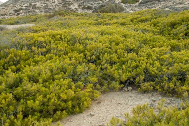Playazo sahilinde sürünen çam ormanı, Almera, İspanya. Kıyı rüzgarları tarafından koşullandırılmış sürünen bitki örtüsü.