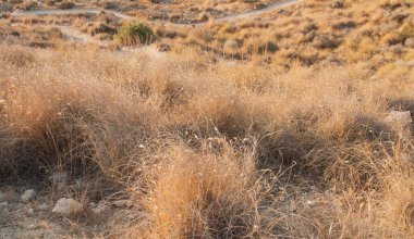 Las Negras, Almerya, İspanya 'daki La Molata yolunun yanında kurutulmuş otlar. Akdeniz kıyılarındaki Cabo de Gata Doğal Parkı 'nın kıyı manzarası..