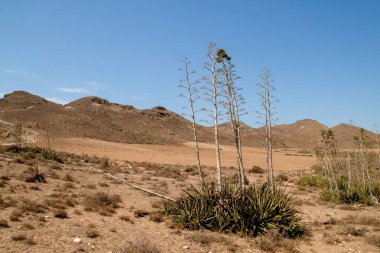 Agave bitkilerinin olduğu çöl manzarası. Agave Americana, Los Genoveses plajının yanında, San Jose, Almerya, İspanya. Cabo de Gata Doğal Parkı.