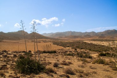 Agave bitkilerinin olduğu çöl manzarası. Agave Americana, Los Genoveses plajının yanında, San Jose, Almerya, İspanya. Cabo de Gata Doğal Parkı.