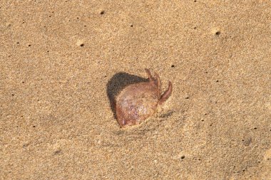 Kumsalda kumsalda mahsur kalmış küçük bir denizanası. Sokan denizanası Pelagia noctiluca Los Genoveses sahilinde, Almerya 'da, Endülüs' te, İspanya 'da kıyıya vurdu..
