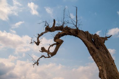 İspanya 'da ölü bir zeytin ağacının gövdesinin silüeti. Beyaz bulutlu mavi gökyüzünden oluşan bir arkaplan ile ağaç silueti resmi.