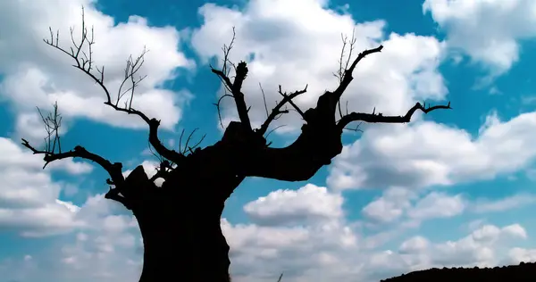 Silhouette of the trunk of an old dead olive tree in Spain. Black, white silhouette image of the on a background composed of blue sky with white clouds.