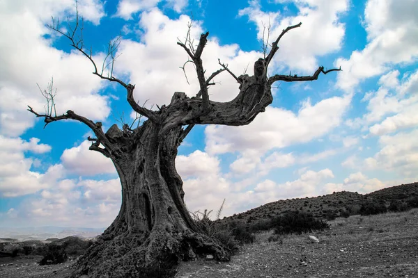 Silhouette of the trunk of an old dead olive tree in Spain. Black, white silhouette image of the on a background composed of blue sky with white clouds.