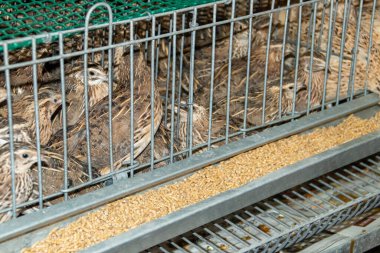 Domestic quail, Coturnix japonica, caged and displayed for sale. VIII San Silvestre de Guzman Hunting Fair in September 2019, Huelva, Spain. clipart