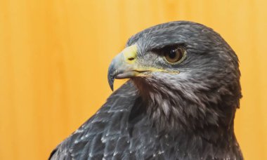 Kara göğüslü şahin-kartal, Geranoaetus melanoleucus, doğancılıkta kullanılan yırtıcı kuş. VIII. San Silvestre de Guzman Av Fuarı Eylül 2019, Huelva, İspanya.