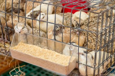 Domestic quail, Coturnix japonica, caged and displayed for sale. VIII San Silvestre de Guzman Hunting Fair in September 2019, Huelva, Spain.