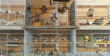 Çeşitli kuş türleri kafeslendi ve satılığa çıkarıldı. VIII. San Silvestre de Guzman Av Fuarı Eylül 2019, Huelva, İspanya.