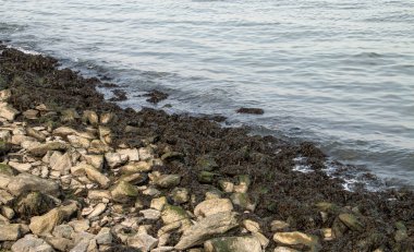 Kaya kıyısı alglerle kaplı. Staten Island, New York, ABD 'deki Yukarı Körfez Kıyısı.