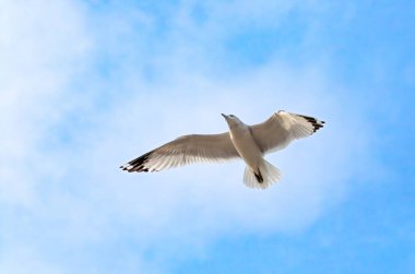 Yüzük gagalı martı, Larus delawarensis, uçuyor. Kanatları açık yetişkin martı, Upper Bay, Staten Island, New York, ABD 'de görüldü..