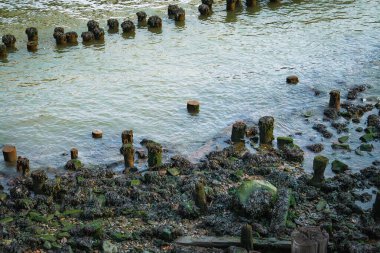 Çamur ve deniz yosunları arasındaki ahşap kazık kalıntıları. New York City, ABD 'de Manhattan Adası' nın güneyindeki bir rıhtımda eski ahşap kazıklar.. 