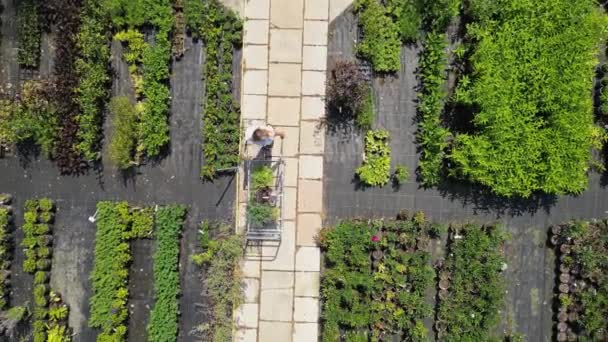 Drohnenschuss Reifer Frau Kundin Schiebt Einkaufswagen Gartencenter Und Wählt Pflanzen — Stockvideo