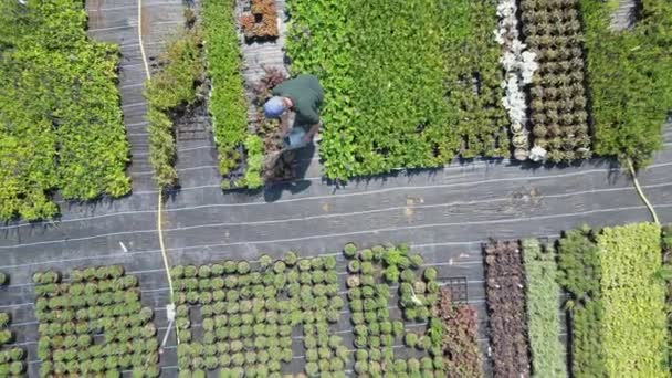 Drone Shot Man Plantas Riego Centro Del Jardín Con Plantas — Vídeo de stock