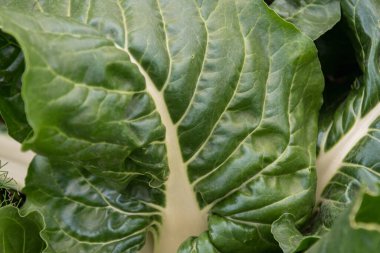 Bahçedeki yeşil marul yapraklarını kapat, seçici odaklanma