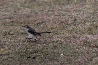 Küçük kuş yerde yürüyor