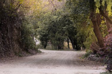 Ormanda güzel bir yol