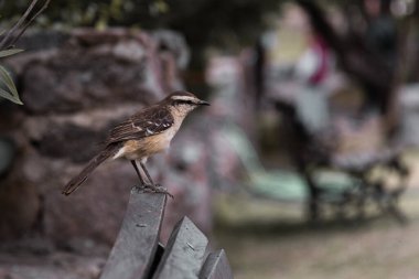 Bahçedeki bir dalda oturan küçük bir kuş