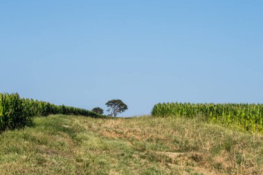 Arkasında ağaçlar olan yeşil mısır tarlası manzarası