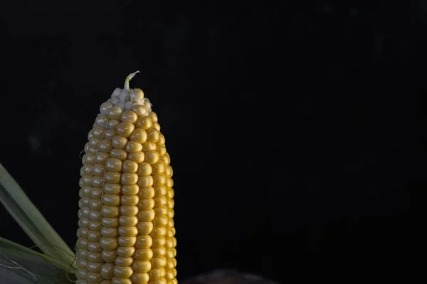 Спаситель Солодкість Літа Свіжою Кукурудзою Коб — стокове фото