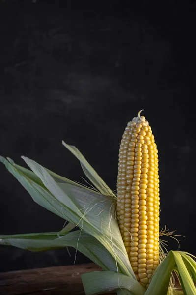 Kóstold Meg Nyár Édességét Friss Kukoricával Cob — Stock Fotó